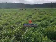 Fazenda para Venda em Bom Jesus das Selvas/MA Centro 1...