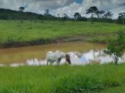 Fazenda para Venda em Brasília/DF Área Rural do Paranoá