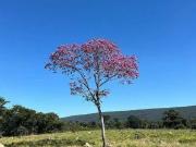 Fazenda para Venda em Cáceres/MT Zona Rural