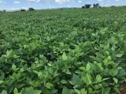 Fazenda para Venda em Campinápolis/MT Zona Rural