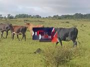 Fazenda para Venda em Campo Grande/MS Zona Rural