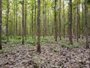 Fazenda para Venda em Conceição do Tocantins/TO Zona Rural
