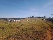 Fazenda para Venda em Crucilândia/MG Centro