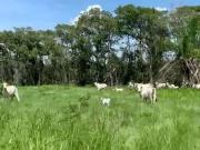 Fazenda para Venda em Cuiabá/MT Zona Rural 4 Quartos