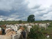 Fazenda para Venda em Figueirão/MS Centro