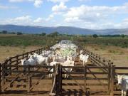 Fazenda para Venda em Flores de Goiás/GO Centro 2 Quartos