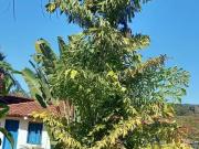 Fazenda para Venda em Goiânia/GO Setor Central Fazenda para Venda em Goiânia/GO Setor Central