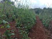 Fazenda para Venda em Guapiara/SP Centro