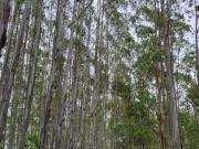 Fazenda para Venda em Guaratinguetá/SP Área Rural de...