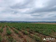 Fazenda para Venda em Itapetininga/SP Vila Barth