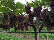 Fazenda para Venda em Itatiba/SP Bairro do Morro 3 Quartos