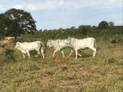 Fazenda para Venda em Itiquira/MT Centro 2 Quartos
