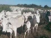 Fazenda para Venda em Januária/MG Centro 8 Quartos