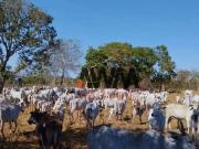 Fazenda para Venda em Lagoa do Tocantins/TO Zona Rural