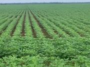 Fazenda para Venda em Marcelândia/MT Centro