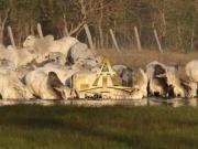 Fazenda para Venda em Miranda/MS Zona Rural 2 Quartos