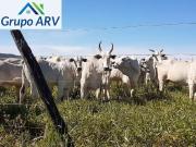 Fazenda para Venda em Montes Claros/MG Zona Rural