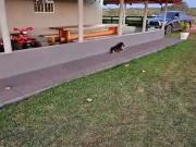 Fazenda para Venda em Nova Olinda/TO Área Rural de Nova...