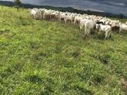 Fazenda para Venda em Ortigueira/PR Centro