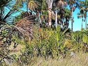 Fazenda para Venda em Palmas/TO Plano Diretor Norte