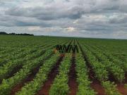 Fazenda para Venda em Pedro Afonso/TO Zona Rural