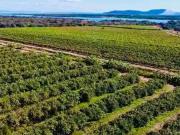 Fazenda para Venda em Petrolina/PE Centro