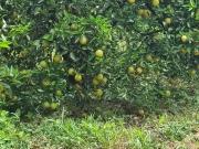 Fazenda para Venda em Pompéia/SP Centro