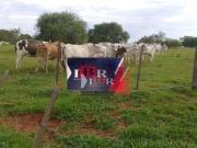 Fazenda para Venda em Presidente Prudente/SP Vila Dubus