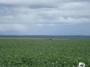 Fazenda para Venda em Primavera do Leste/MT Zona Rural 3...