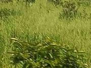 Fazenda para Venda em Rondonópolis/MT Área Rural de...