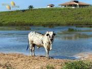 Fazenda para Venda em Rorainópolis/RR Suelandia