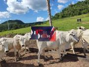 Fazenda para Venda em São Gabriel do Oeste/MS Centro