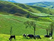 Fazenda para Venda em São José do Barreiro/SP Centro 14...