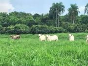 Fazenda para Venda em São Paulo/SP Zona Rural 3 Quartos