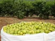 Fazenda para Venda em São Paulo/SP Zona Rural 3 Quartos