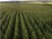 Fazenda para Venda em São Sebastião do Tocantins/TO Zona...