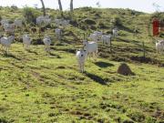 Fazenda para Venda em Salto de Pirapora/SP Zona Rural Fazenda para Venda em Salto de Pirapora/SP Zona Rural