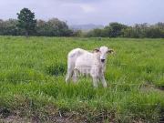Fazenda para Venda em Silva Jardim/RJ Zona Rural 2 Quartos
