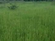 Fazenda para Venda em Uruaçu/GO Zona Rural