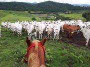 Fazenda pecuária de corte ou leite à venda, Salesópolis