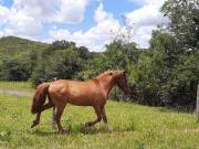 Fazenda Planaltina DF 61 Hectares ! 2.200.000 !
