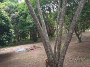 Fazenda / Sítio para venda em Ribeirão Grande em...