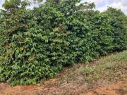 Fazenda / Sítios / Chácaras à venda em São Gonçalo Do...