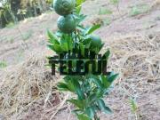 Fazenda / Sítios / Chácaras à venda em Varginha, no... Fazenda / Sítios / Chácaras à venda em Varginha, no...