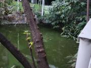 Fazenda / Sítios / Chácaras com 3 quartos à venda em...