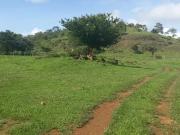 Fazenda Tocantins com 110 alqueires Palmas TO
