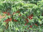 Fazenda venda. Empório Negócios vende fazenda café na...
