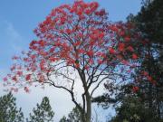 Fazenda/SÃtio/ChÃ¡cara para aluguel com 2650 mtsÂ²...