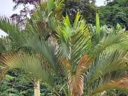 Fazenda/SÃtio/ChÃ¡cara para venda possui 36300 metros...