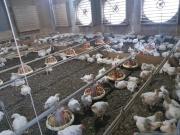 Fazenda/Sítio/Chácara para venda tem 52000 metros...